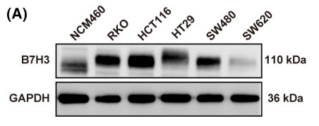 B7H3 protein levels were analyzed by western blotting.jpg